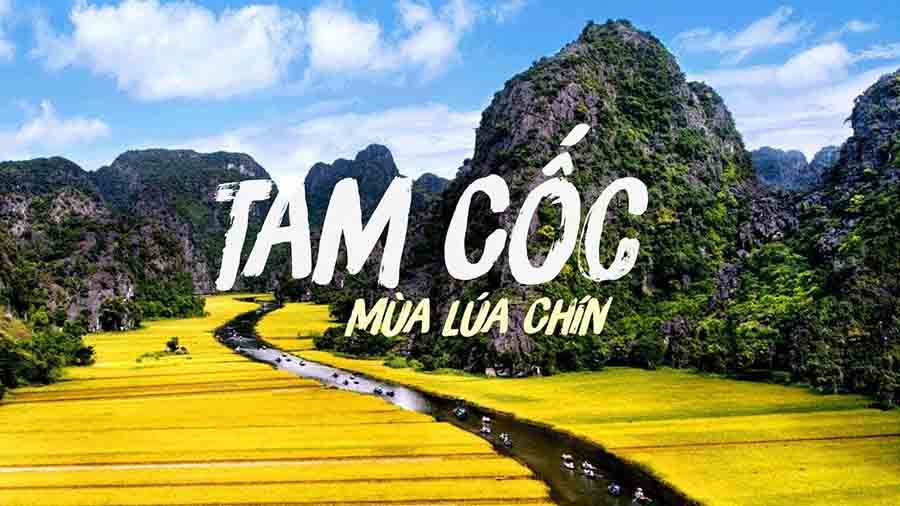 Kinh nghiệm du lịch Tam Cốc Bích Động, Ninh Bình 2021 30 du lịch Tam cốc mùa lúa chín