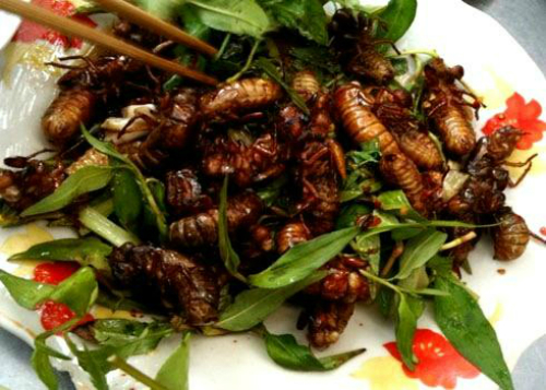 Ve sầu sữa
