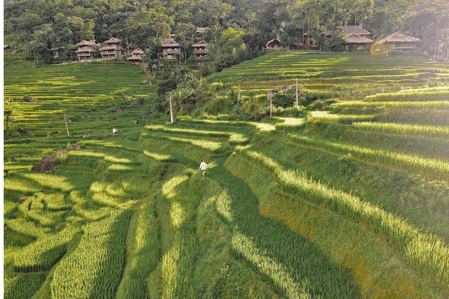 Mùa lúa mới ở Pù Luông