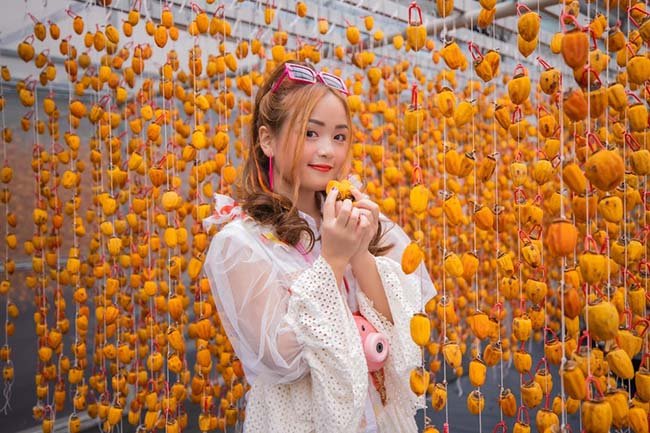 Hồng treo Đà Lạt