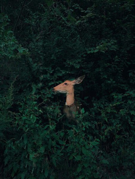 Giải nhất hạng mục Nature & Wildllife