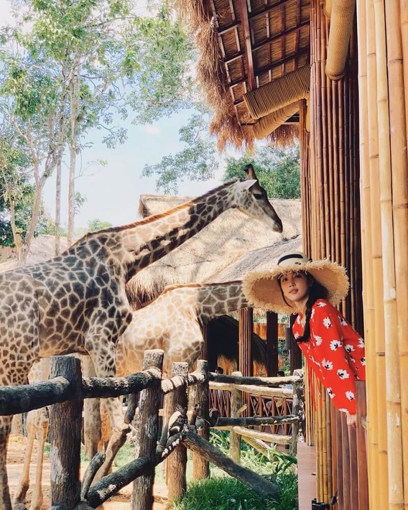Khu vực Safari tại Vinpearl Safari