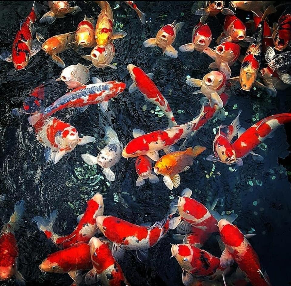 King Koi Coffee Garden - Cafe cá koi Tân Phú