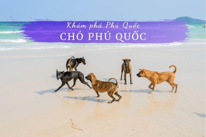 Chó phú quốc