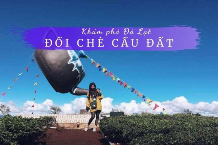 Đồi chè Cầu Đất Farm Đà Lạt