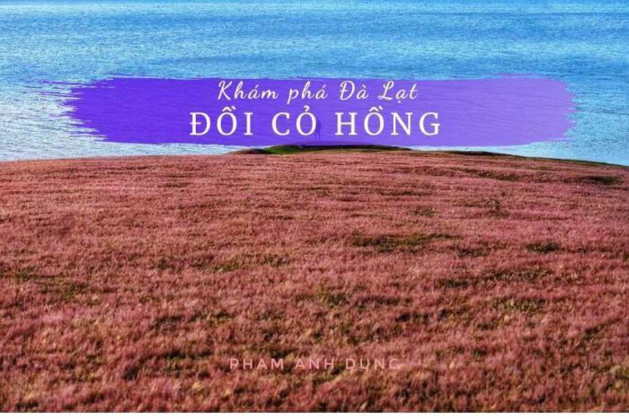 Đồi có tuyết Đà Lạt, đồi cỏ tuyết Đà Lạt