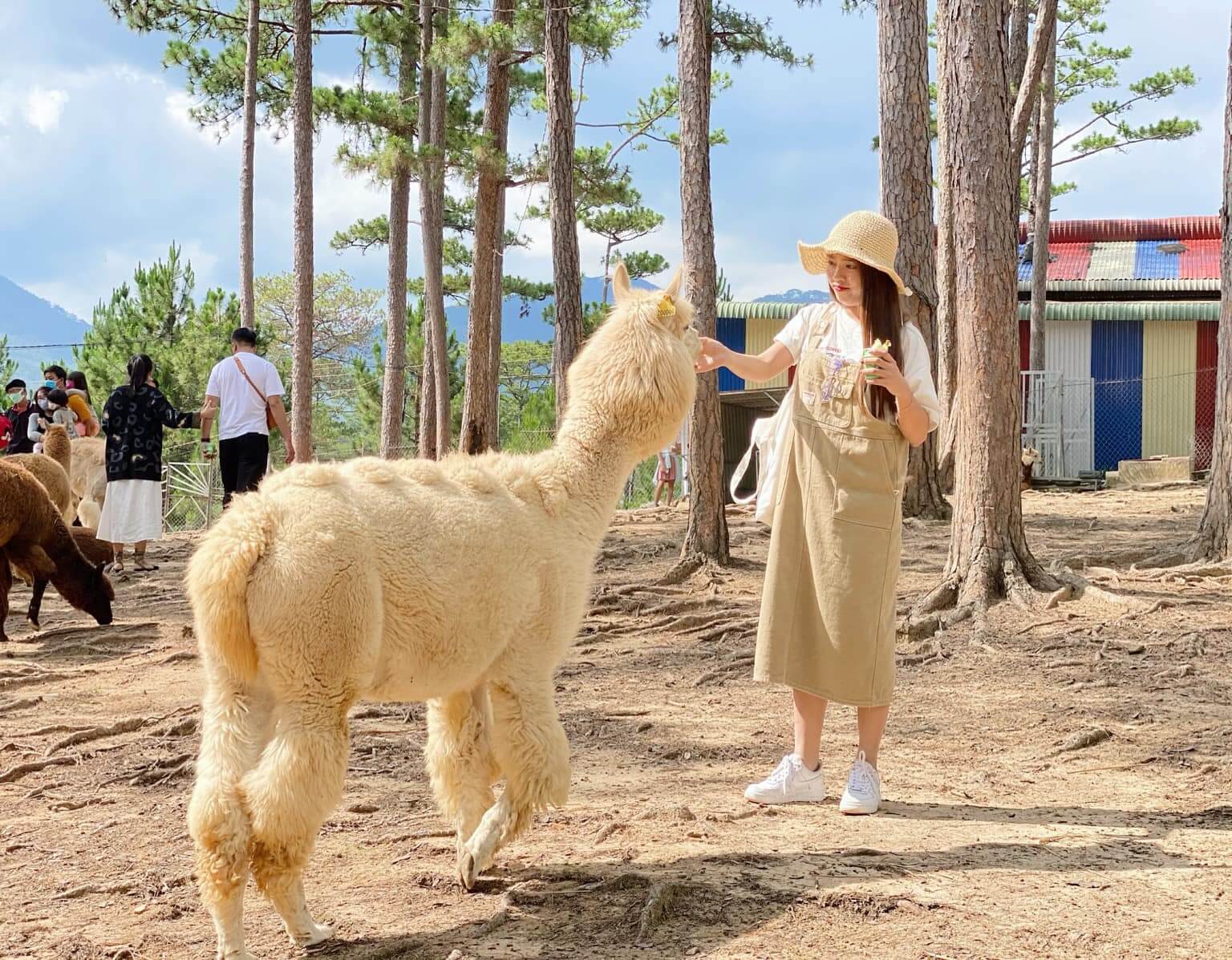 Sở thú Zoodoo