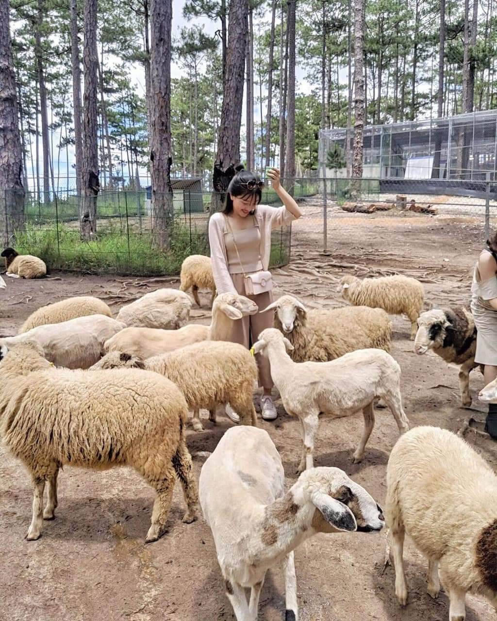 Tăng Hồng