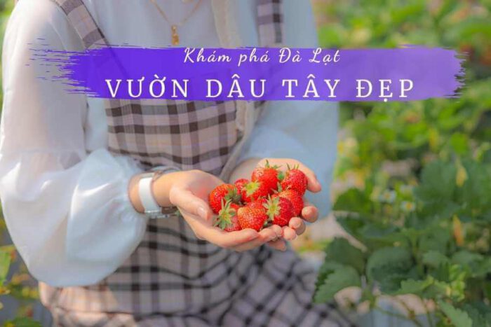 Vườn dâu tây Đà Lạt
