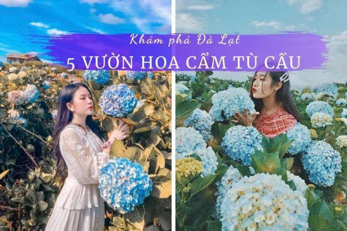 Khám phá 5 vườn hoa cẩm tú cầu Đà Lạt "làm mưa làm gió" 22 Vườn hoa Cẩm Tú Cầu Đà Lạt
