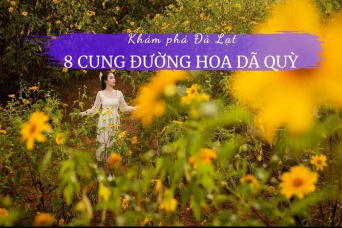 Review: Những Cung Đường Hoa Dã Quỳ Đẹp Nhất Đà Lạt 29 Hoa Dã Quỳ Đà Lạt
