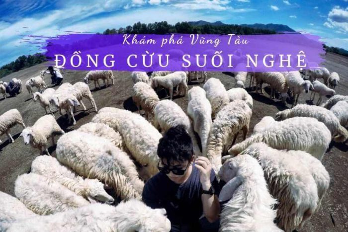 Đồng cừu suối nghệ vũng tàu