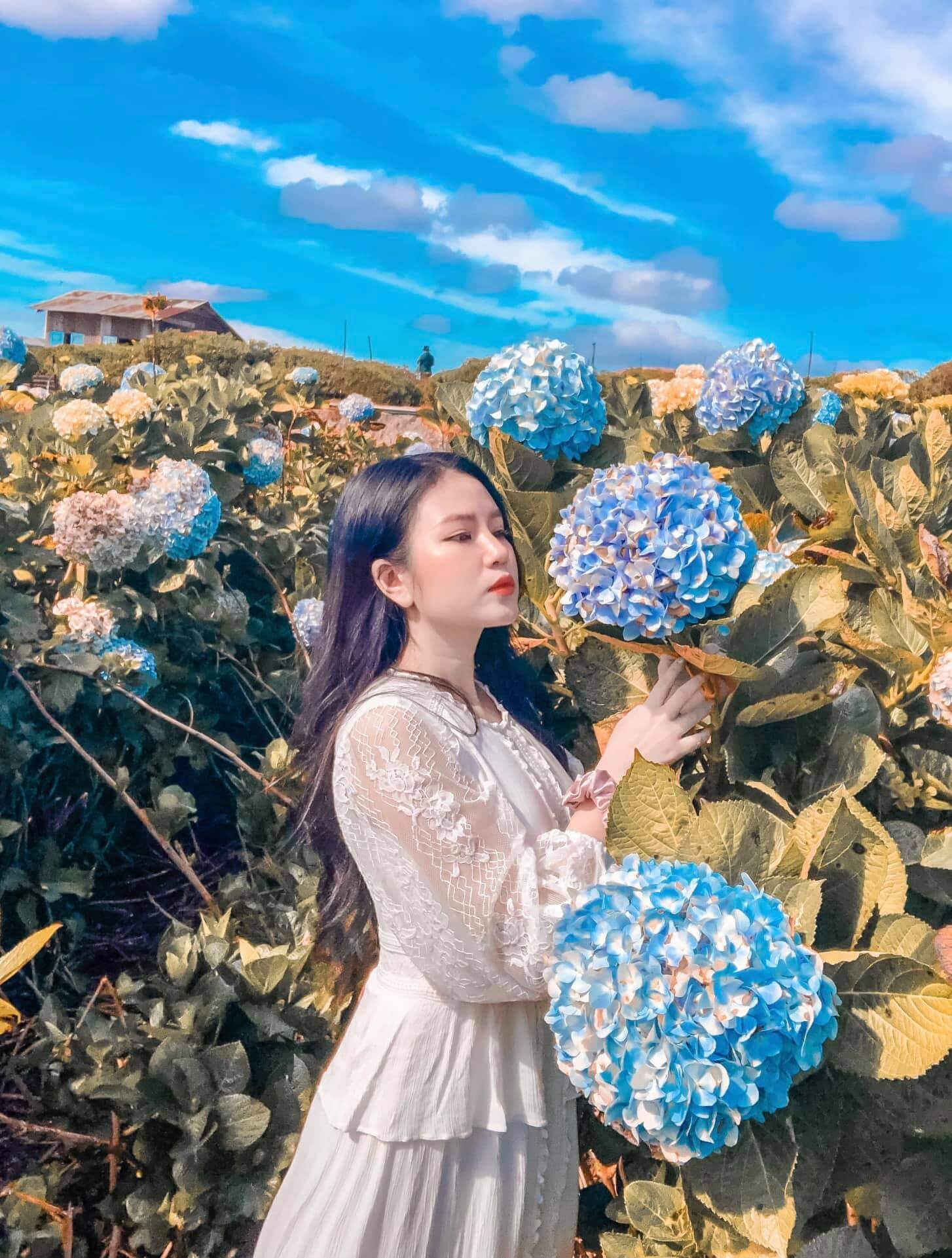 Vườn hoa cẩm tú cầu Thung lũng tình yêu