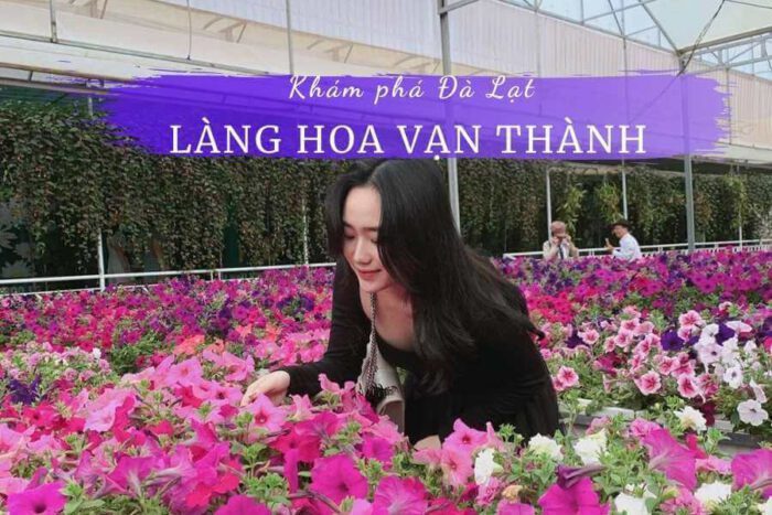 1001 lí do bạn không nên bỏ lỡ làng hoa Vạn Thành khi đến Đà Lạt 16 lang hoa van thanh da lat