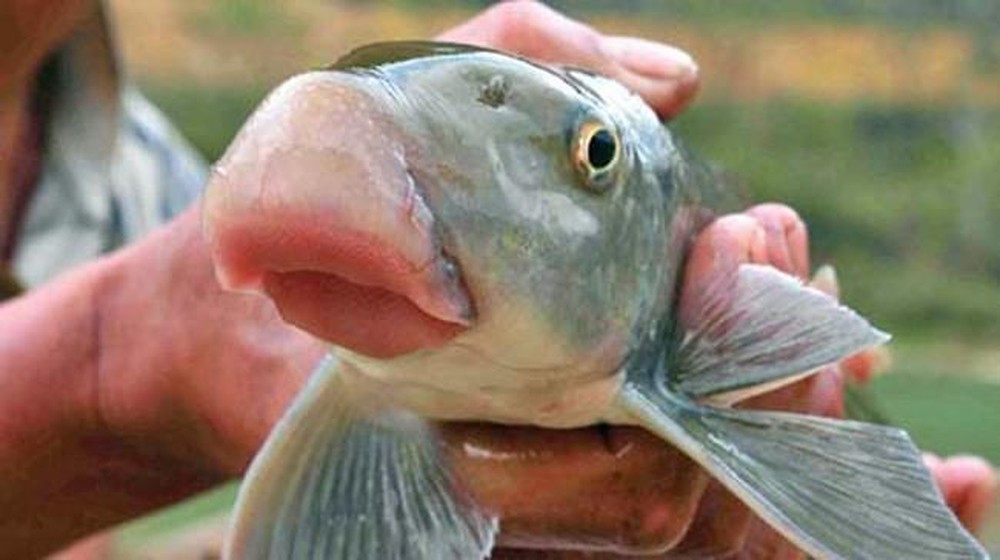 Anh Vu Carp