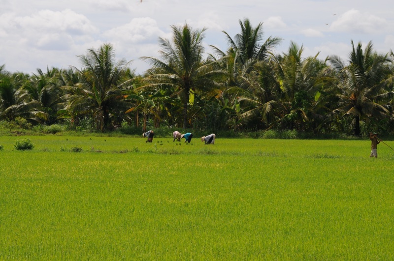 Hanoi - Ho Chi Minh City Highlights 11 Ben Tre