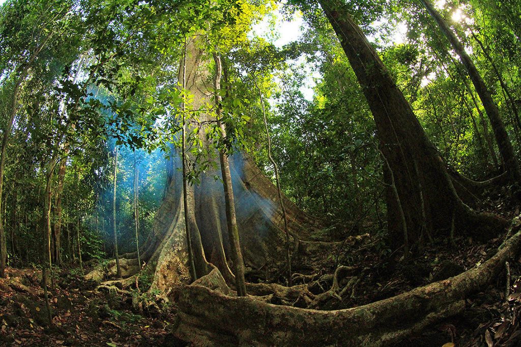 The 5 Most Famous National Parks of Vietnam 10 Cat Tien National Park - Photo: Saigonriders