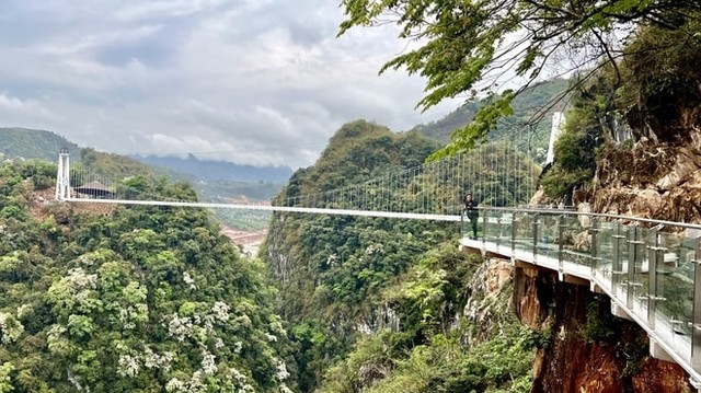 Best Things To Do In Moc Chau 5 Bach Long glass bridge in Moc Chau - Photo: @club_du_lich