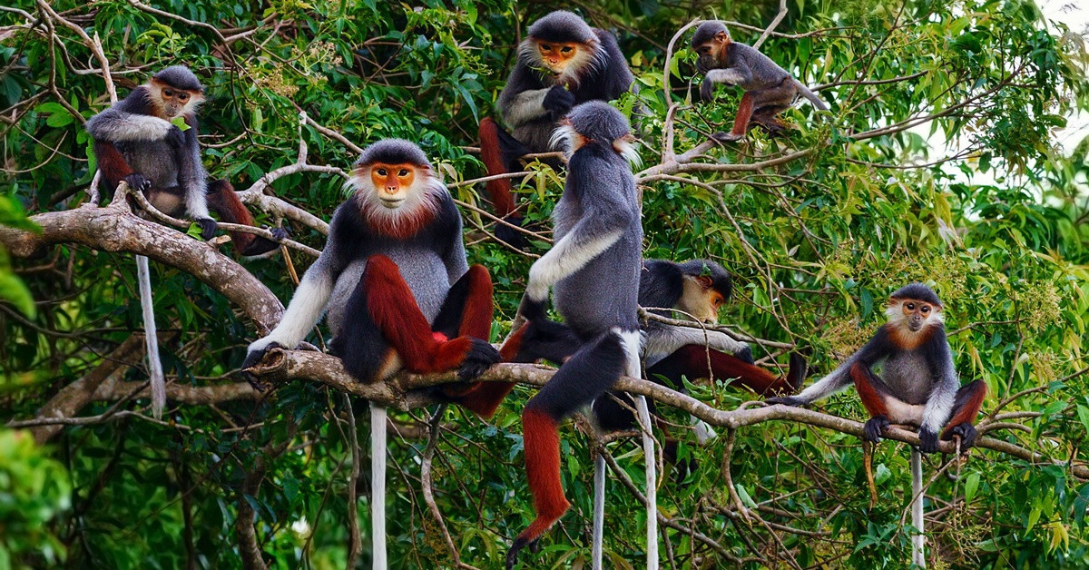 The 5 Most Famous National Parks of Vietnam 7 Cuc Phuong National Park - Photo: Asiaeyetravel
