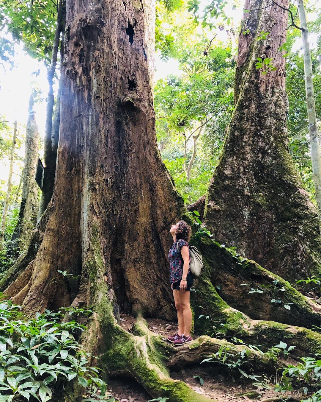 Cuc Phuong National Park - Photo: @meriasensio