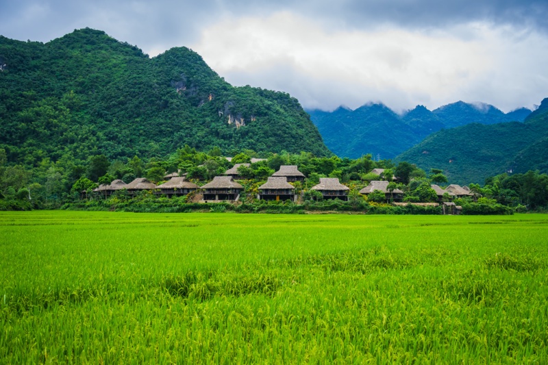 Beautiful rice field and local houses in Mai Chau