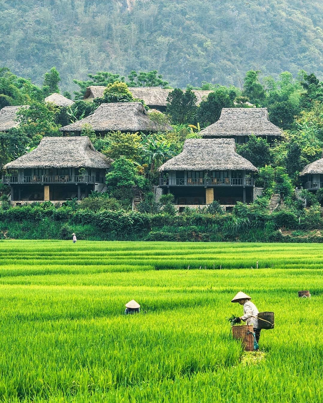 Mai Chau