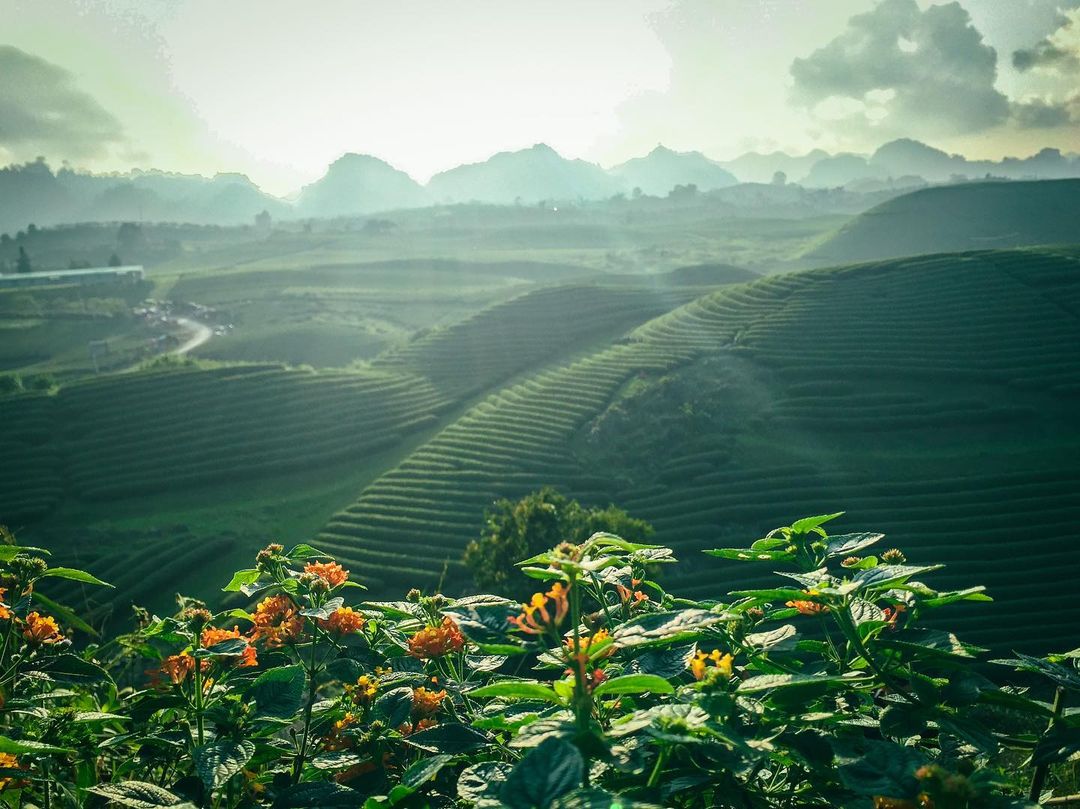 Best Things To Do In Moc Chau 7 Moc Chau Tea Farm - Photo: @dia_jour
