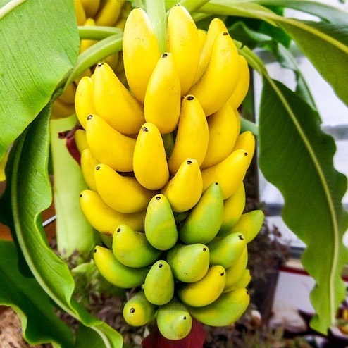 Ngu Banana - Photo: @traicayntn