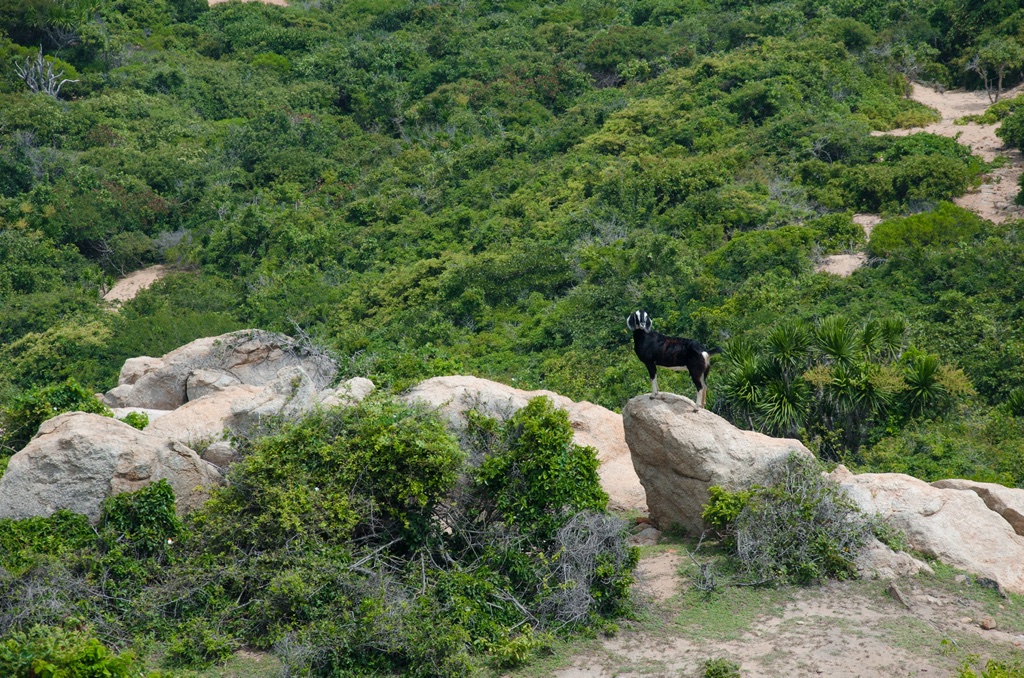 A Journey Into the Wilderness: Exploring Nui Chua National Park 10 Asian goat at a dry-forest in Nui Chua national park