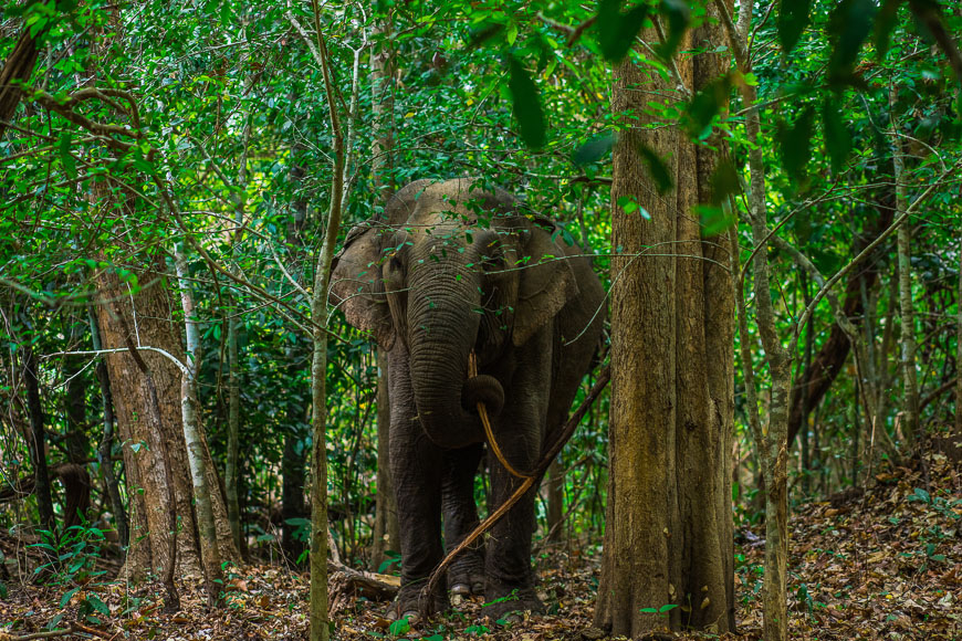 Vietnam's First Ethical Elephant Experience: A Window into the Extraordinary World of Elephant Behavior 12 Y Khun snacks on a vine from the forest