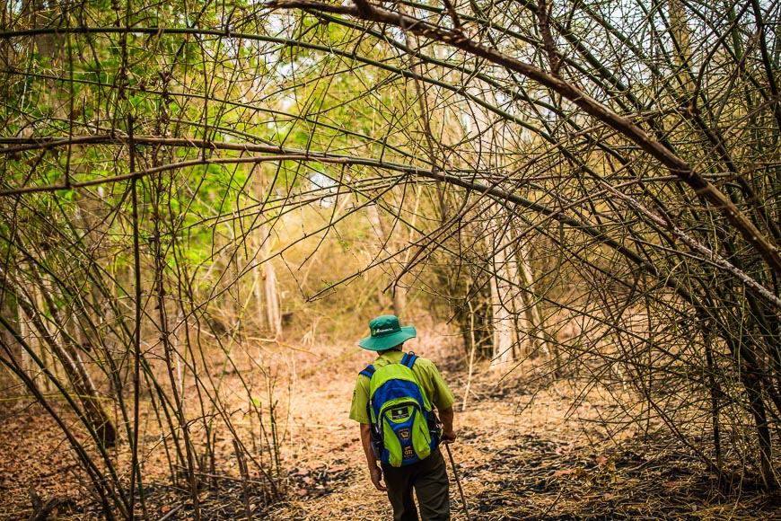 Vietnam's First Ethical Elephant Experience: A Window into the Extraordinary World of Elephant Behavior 9 Trekking in Yok Don National Park during the dry season.