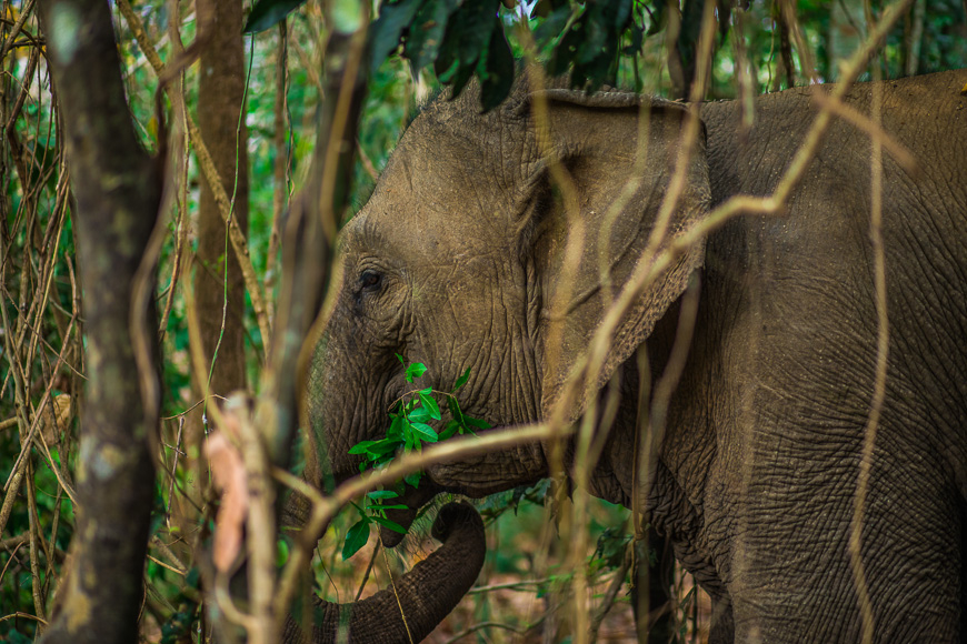 Vietnam's First Ethical Elephant Experience: A Window into the Extraordinary World of Elephant Behavior 10 Park rangers stay with visitors at all times to ensure they do not come too close to the elephants.