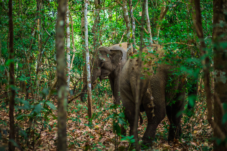 Vietnam's First Ethical Elephant Experience: A Window into the Extraordinary World of Elephant Behavior 11 Y Khun and Bun Kham greet and interact with each other