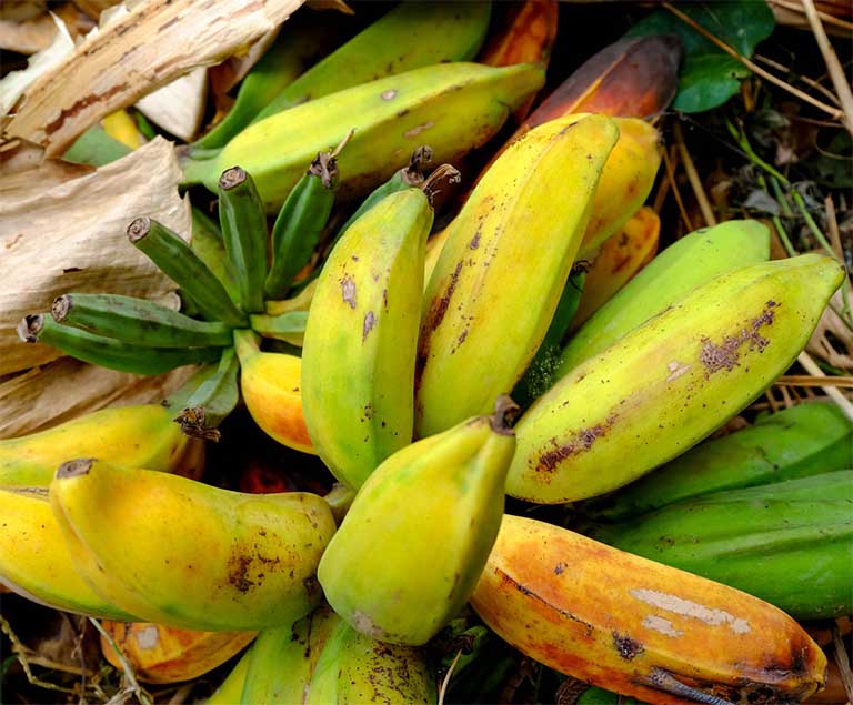 Bananas: An Introduction to Vietnam's Sweet Fruit 11 vno_banana5