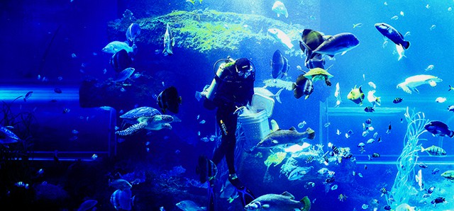 Oceanographic Museum of Vietnam 5 vno_hd33_glron9e