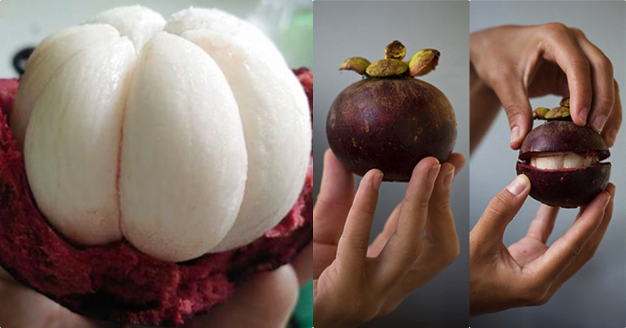vno_mangosteens3