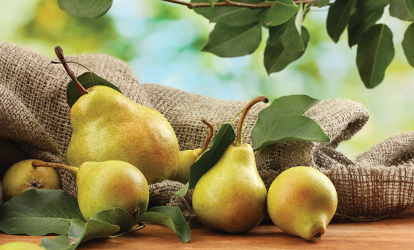 Pears: A Taste of Vietnam's Tropical Paradise 8 Vietnamese Pears