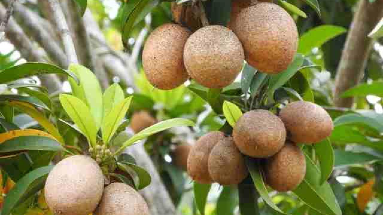 vno_sapodilla