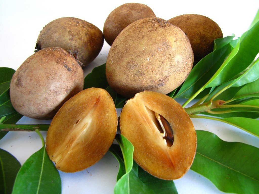 vno_sapodilla2