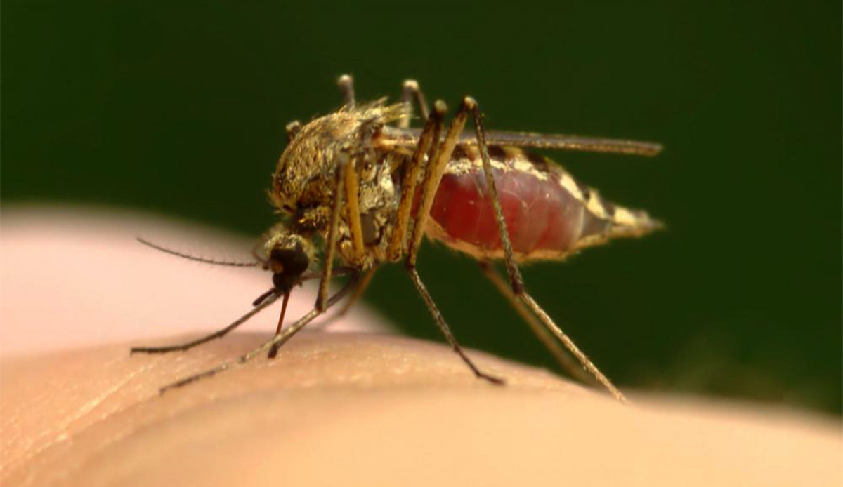 japanese-encephalitis