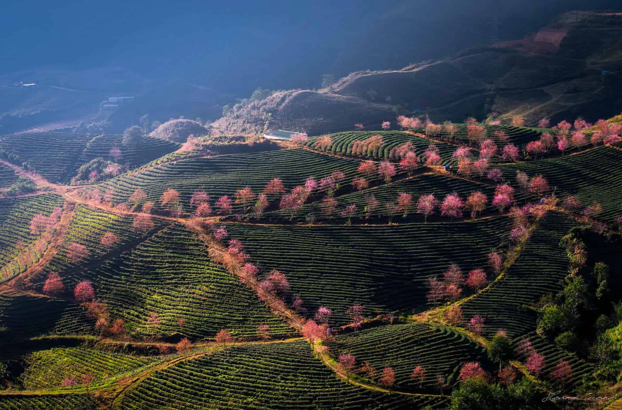 Terraced rice field in Sa Pa