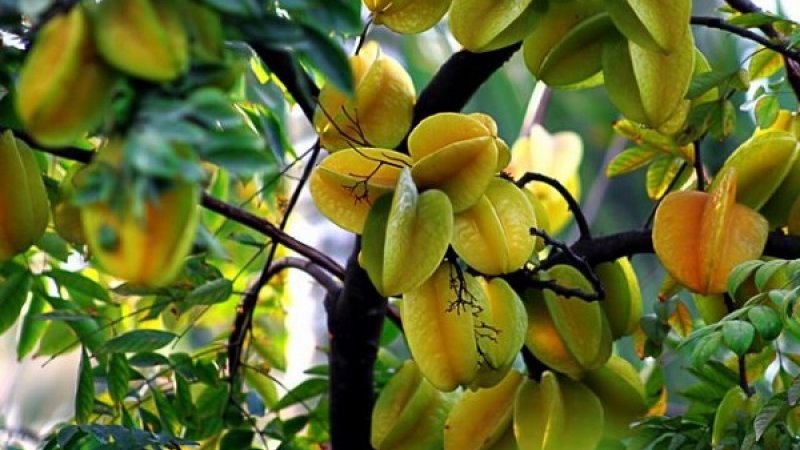 Starfruit