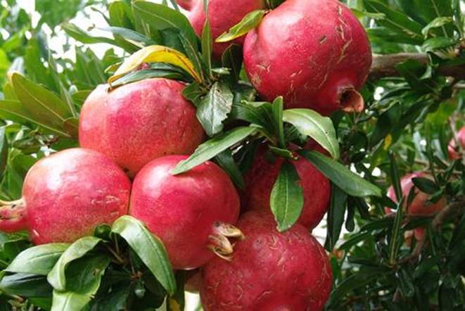 The Enchanting Pomegranate: A Guide to Taste and Wellness 5 Pomegranate