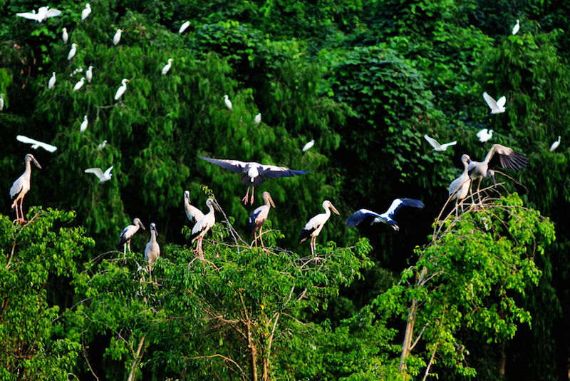City Bird Garden